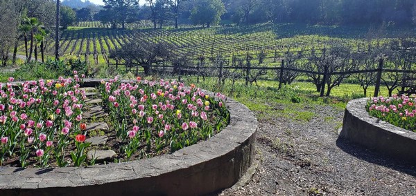 Winery flowers in bloom